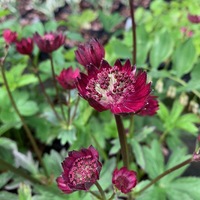 Astrantia major 'Gill Richardson Group'